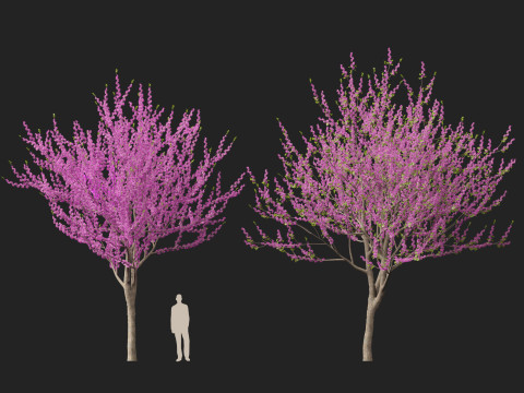 HighpolyLow Poly Cercis siliquastrum - Judas tree Model 3D