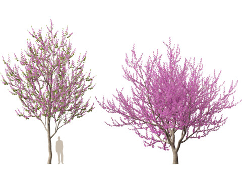 HighpolyLow Poly Cercis siliquastrum - Judas tree Model 3D