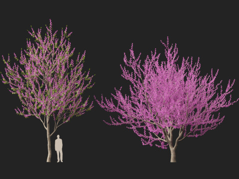 HighpolyLow Poly Cercis siliquastrum - Judas tree Model 3D