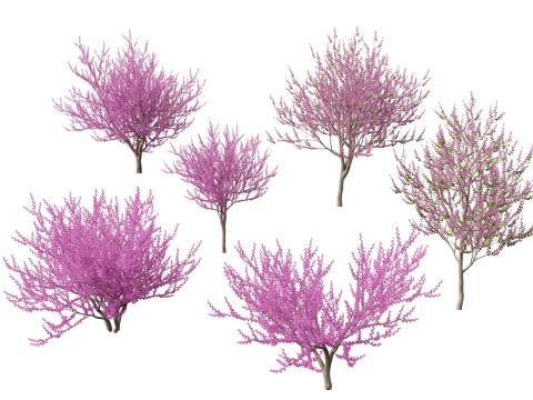 HighpolyLow Poly Cercis siliquastrum - Judas tree Model 3D