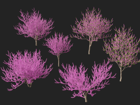 HighpolyLow Poly Cercis siliquastrum - Judas tree Model 3D
