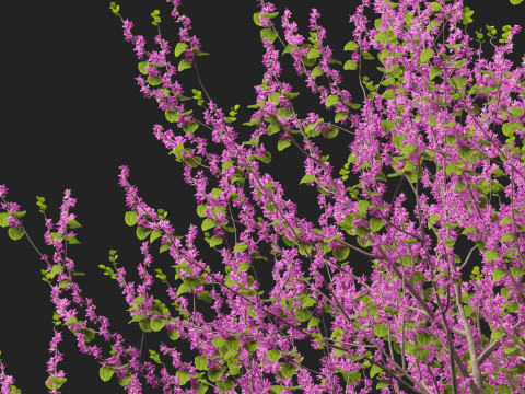HighpolyLow Poly Cercis siliquastrum - Judas tree Model 3D