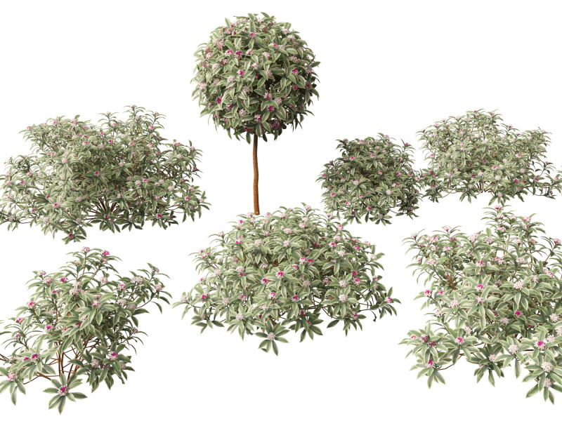 HighPolyLow Poly Daphne odora Marginata - Variegated winter Daphne 3D 모델 .c4d .max .obj .3ds .fbx .stl .blend