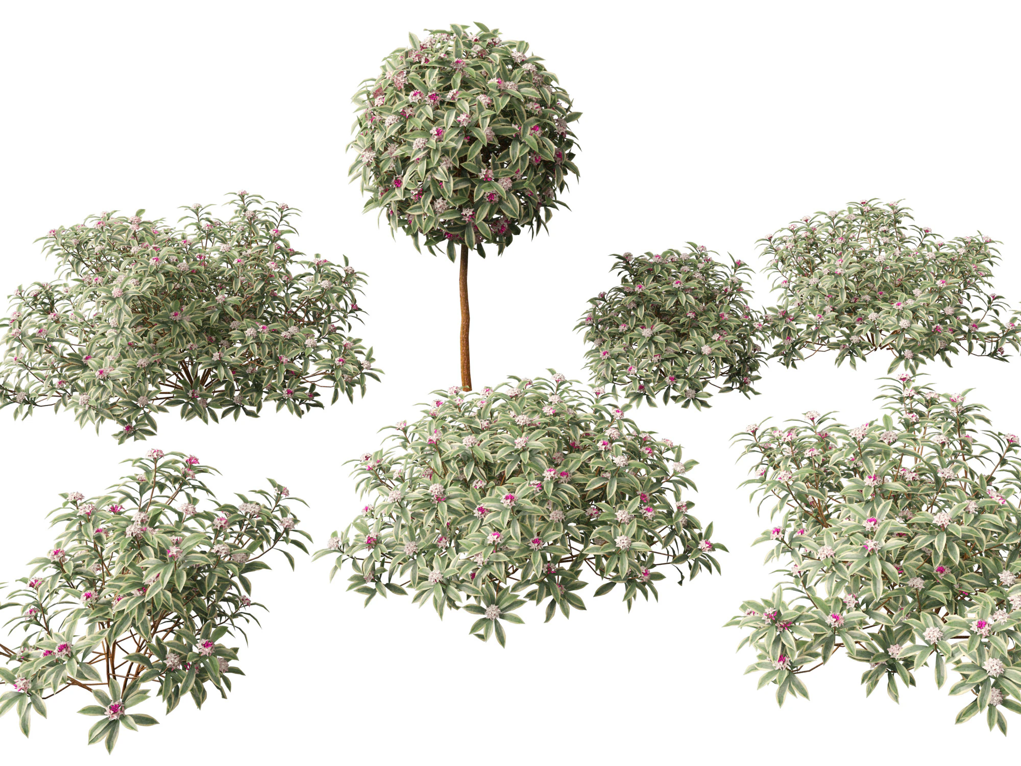 HighPolyLow Poly Daphne odora Marginata - Variegated winter Daphne 3D Model .c4d .max .obj .3ds .fbx .stl .blend 