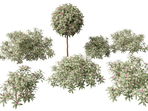 HighPolyLow Poly Daphne odora Marginata - Variegated winter Daphne 3D Модель