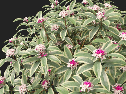 HighPolyLow Poly Daphne odora Marginata - Variegated winter Daphne 3D Model
