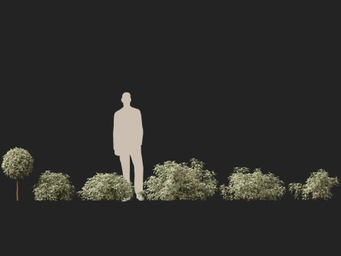 HighPolyLow Poly Daphne odora Marginata - Variegated winter Daphne 3D 모델