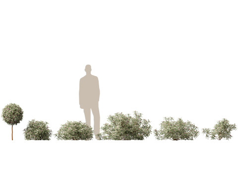 HighPolyLow Poly Daphne odora Marginata - Variegated winter Daphne 3D 모델
