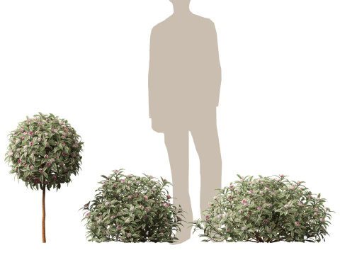 HighPolyLow Poly Daphne odora Marginata - Variegated winter Daphne 3D Model