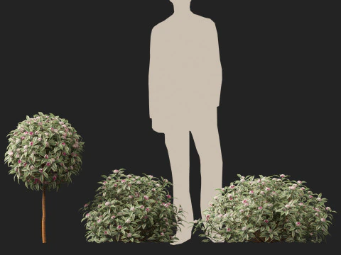 HighPolyLow Poly Daphne odora Marginata - Variegated winter Daphne 3D Model