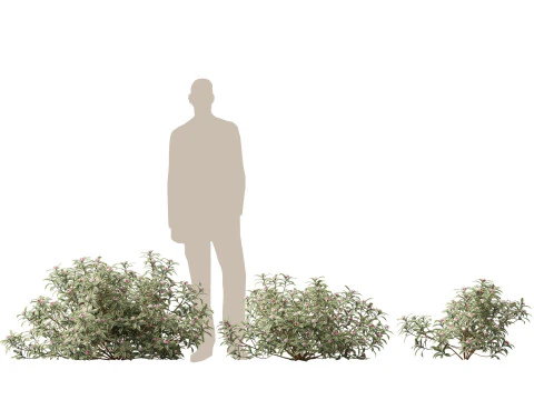 HighPolyLow Poly Daphne odora Marginata - Variegated winter Daphne 3D Model
