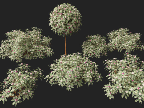 HighPolyLow Poly Daphne odora Marginata - Variegated winter Daphne 3D 모델