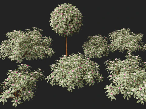 HighPolyLow Poly Daphne odora Marginata - Variegated winter Daphne 3D Model