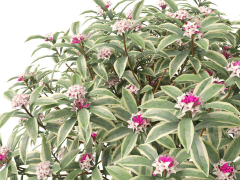HighPolyLow Poly Daphne odora Marginata - Variegated winter Daphne 3D Model