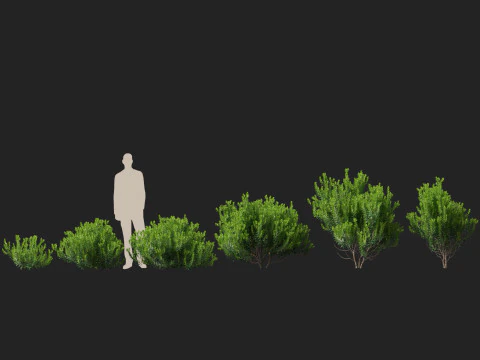 HighpolyLow Poly Ilex Glabra - Wintergroene winterbes 3D Model