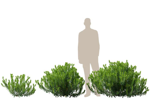 HighpolyLow Poly Ilex Glabra - Wintergroene winterbes 3D Model