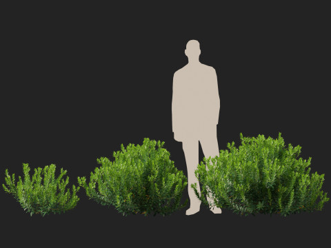HighpolyLow Poly Ilex Glabra - Evergreen Winterberry 3D Model