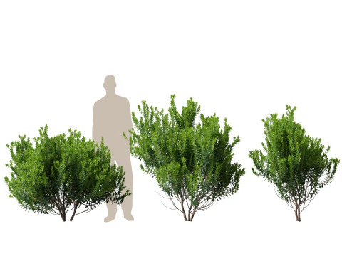 HighpolyLow Poly Ilex Glabra - Wintergroene winterbes 3D Model