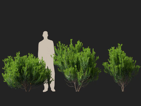 HighpolyLow Poly Ilex Glabra - Wintergroene winterbes 3D Model
