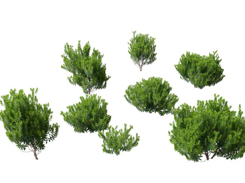 HighpolyLow Poly Ilex Glabra - Wintergroene winterbes 3D Model