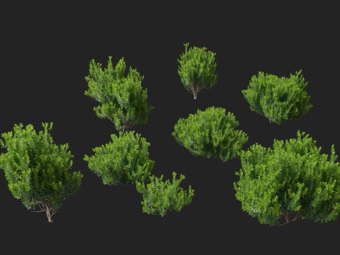 HighpolyLow Poly Ilex Glabra - Wintergroene winterbes 3D Model