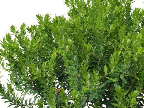 HighpolyLow Poly Ilex Glabra - Wintergroene winterbes 3D Model