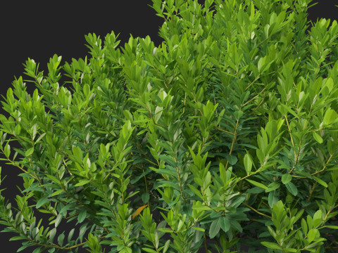 HighpolyLow Poly Ilex Glabra - Evergreen Winterberry 3D Model
