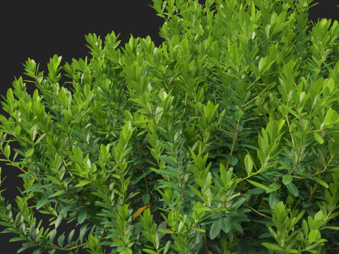 HighpolyLow Poly Ilex Glabra - Wintergroene winterbes 3D Model
