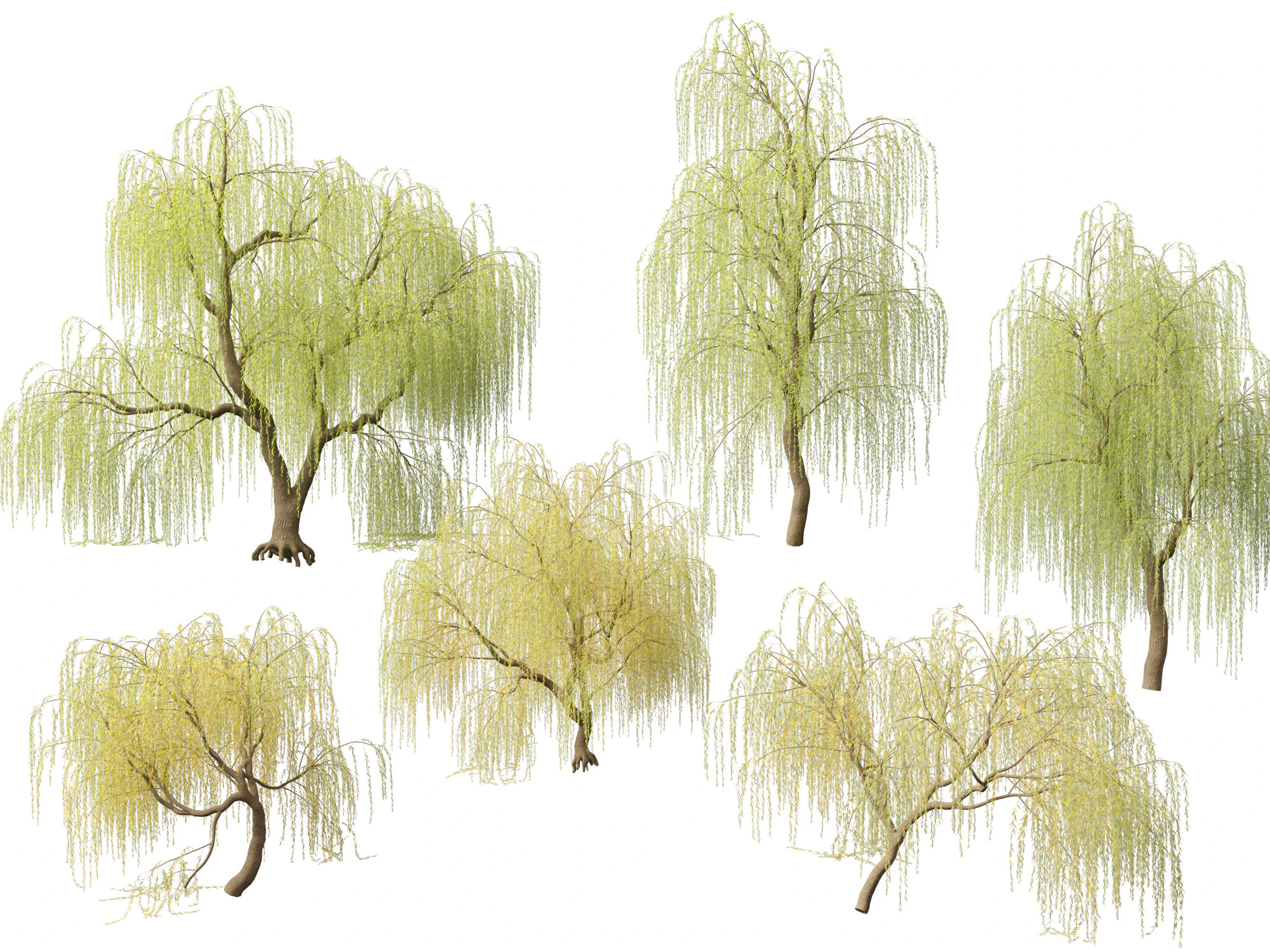 HighpolyLow Poly Salix tristis - Golden weeping willow 3D Model .c4d .max .obj .3ds .fbx .stl .blend 