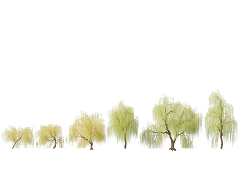HighpolyLow Poly Salix tristis - Golden weeping willow 3D Model