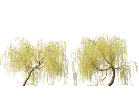 HighpolyLow Poly Salix tristis - Golden weeping willow 3D Model