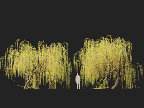 HighpolyLow Poly Salix tristis - Golden weeping willow 3D Model