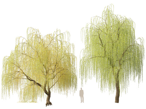 HighpolyLow Poly Salix tristis - Golden weeping willow 3D Model