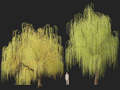 HighpolyLow Poly Salix tristis - Golden weeping willow 3D Model