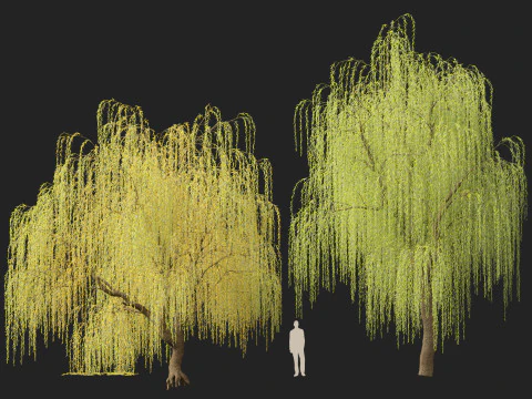 HighpolyLow Poly Salix tristis - Golden weeping willow 3D Model