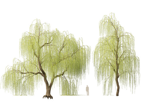 HighpolyLow Poly Salix tristis - Golden weeping willow 3D Model