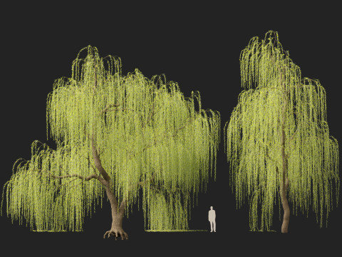 HighpolyLow Poly Salix tristis - Golden weeping willow 3D Model