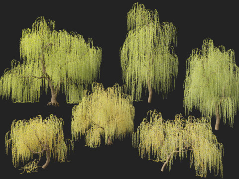 HighpolyLow Poly Salix tristis - Golden weeping willow 3D Model