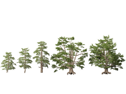 HighpolyLow Poly Cedrus libani - Cedar of Lebanon 3D Модель