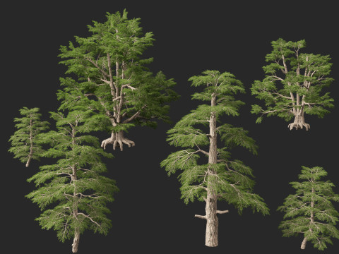 HighpolyLow Poly Cedrus libani - Cedar of Lebanon 3D Model