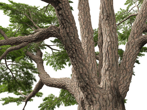 HighpolyLow Poly Cedrus libani - Cedar of Lebanon 3D Model
