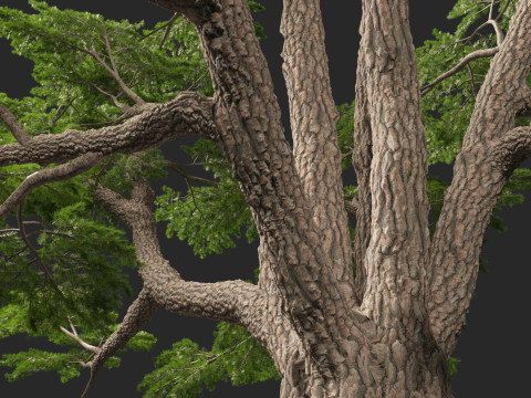 HighpolyLow Poly Cedrus libani - Cedar of Lebanon 3D Model