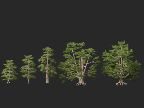 HighpolyLow Poly Cedrus libani - Cedar of Lebanon 3D Model