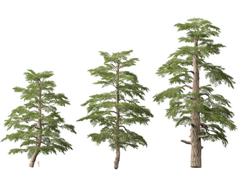 HighpolyLow Poly Cedrus libani - Cedar of Lebanon 3D Model