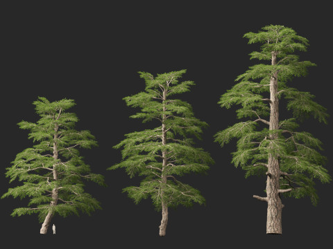 HighpolyLow Poly Cedrus libani - Cedar of Lebanon 3D Model