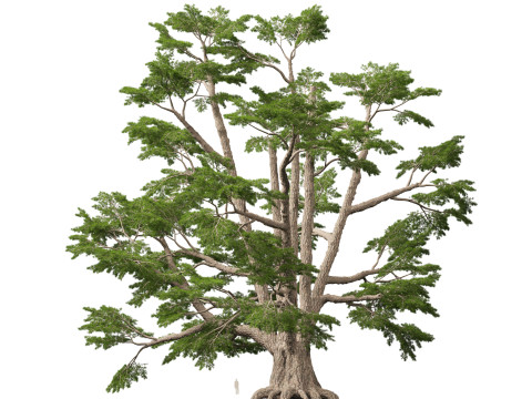 HighpolyLow Poly Cedrus libani - Cedar of Lebanon 3D Model