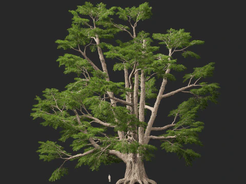 HighpolyLow Poly Cedrus libani - Ceder uit Libanon 3D Model
