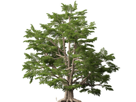 HighpolyLow Poly Cedrus libani - Cedar of Lebanon 3D Model