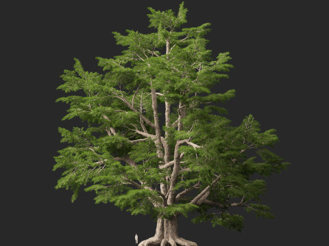 HighpolyLow Poly Cedrus libani - Cedar of Lebanon 3D Model