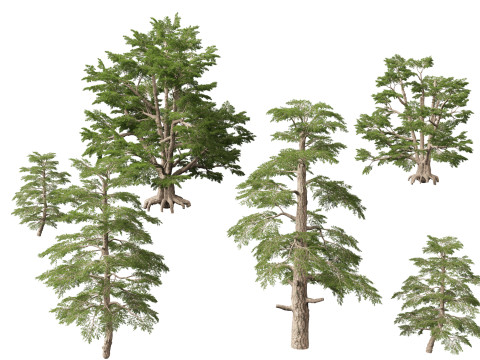 HighpolyLow Poly Cedrus libani - Cedar of Lebanon 3D Model